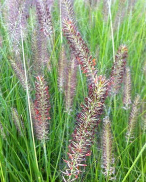 Herbe aux écouvillons Cassian - Pennisetum - Graminées - PENNISETUM ALOPECUROIDES CASSIAN