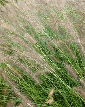 Herbe aux écouvillons Herbstzauber - Pennisetum - Graminées - Pennisetum alopecuroides Herbstzauber