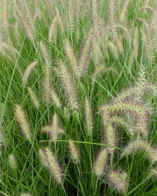 Herbe aux écouvillons Magic - Graminées - PENNISETUM ALOPECUROÏDES MAGIC