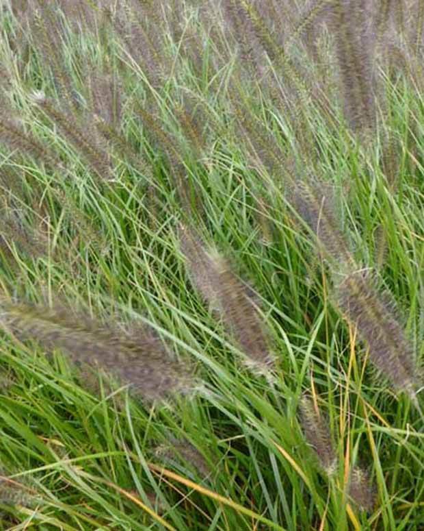 Herbe aux écouvillons Moudry - Pennisetum - Graminées - PENNISETUM ALOPECUROIDES MOUDRY