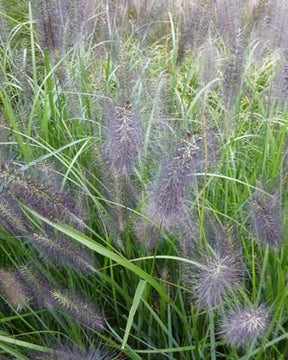 Herbe aux écouvillons National Arboretum - Pennisetum - Graminées - PENNISETUM ALOPECUROIDES NATIONAL ARBORETUM