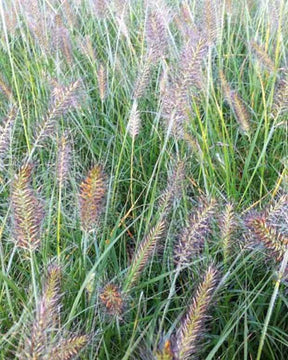 Herbe aux écouvillons Weserbergland - Pennisetum - Graminées - PENNISETUM ALOPECUROIDES WESERBERGLAND