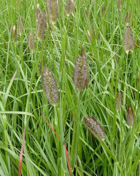 Herbe aux écouvillons Red Bunny Tails - Pennisetum - Graminées - Pennisetum massaicum Red Bunny Tails