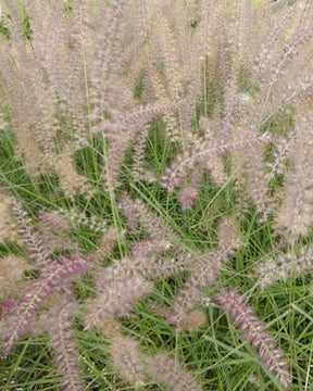 Herbe aux écouvillons d Orient Flamingo - Pennisetum - Graminées - Pennisetum orientale Flamingo