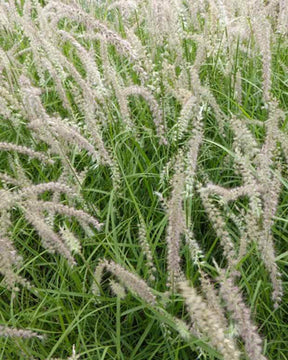 Herbe aux écouvillons Tall Tails - Pennisetum - Graminées - Pennisetum orientale Tall Tails