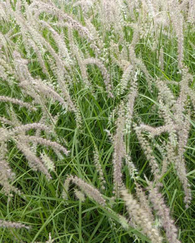 Herbe aux écouvillons Tall Tails - Pennisetum - Graminées - Pennisetum orientale Tall Tails