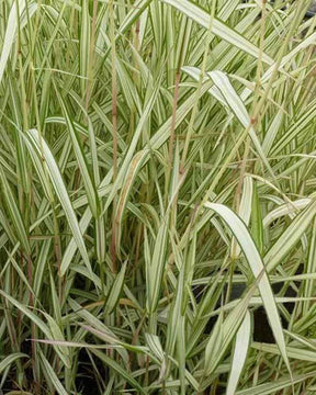 Phalaris Feesey -Baldingère faux roseau - Graminées - PHALARIS ARUNDINACEA FEESEY