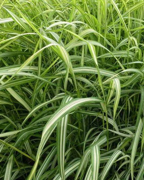 Phalaris Luteopicta -Baldingère faux roseau - Graminées - PHALARIS ARUNDINACEA LUTEOPICTA