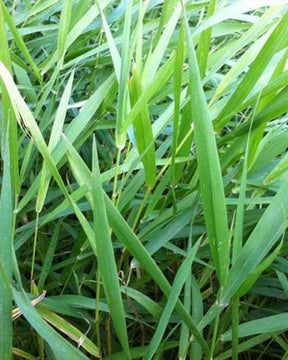 Phalaris -Baldingère faux roseau - Graminées - PHALARIS ARUNDINACEA