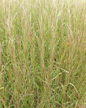 Andropogon Cairo - Andropogon - Schizachyrium scoparium Caïro