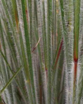 Andropogon Ha Ha Tonka - Andropogon - Schizachyrium scoparium Ha Ha Tonka