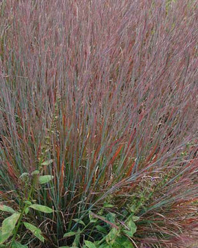 Schizachyrium scoparium Standing Ovation - jardins - SCHIZACHYRIUM SCOPARIUM STANDING OVATION