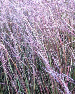 Andropogon Wild West - Andropogon - Schizachyrium scoparium Wildwest