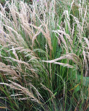 Calamagrostide argentée Stipe calamagrostide - Graminées - Achnatherum calamagrostis