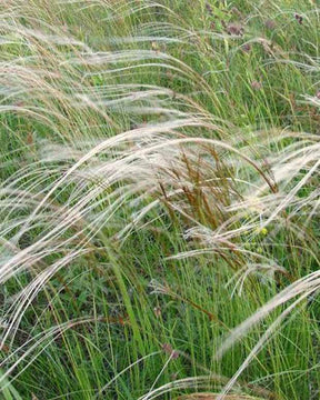 Plumet magnifique Stipe admirable - Graminées - Stipa pulcherrima