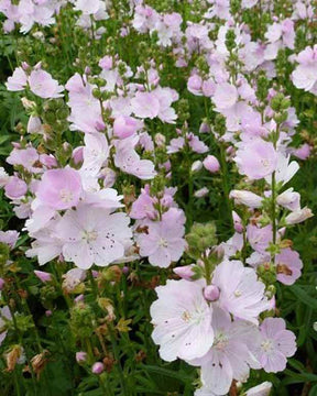 Mauve de la prairie Little Princess - jardins - Sidalcea Little Princess