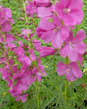 Sidalcea Oberon - jardins - Sidalcea Oberon