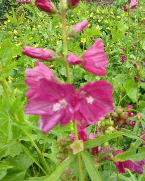 Sidalcea Red Wine - jardins - Sidalcea Red Wine