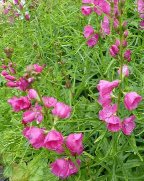 Sidalcea oregana Brilliant - jardins - SIDALCEA OREGANA BRILLIANT