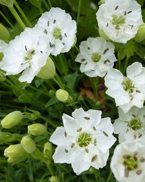 Silène à une fleur Weisskehlchen - jardins - Silene uniflora Weisskehlchen