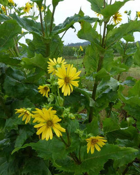 Silphe perfolié - jardins - SILPHIUM PERFOLIATUM