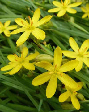 Bermudienne de Californie - jardins - SISYRINCHIUM CALIFORNICUM (BRACHYPUS)