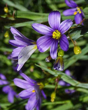 Bermudienne Lucerne - jardins - Sisyrinchium Lucerne