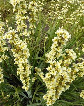 Sisyrinchium striatum - jardins - SISYRINCHIUM STRIATUM