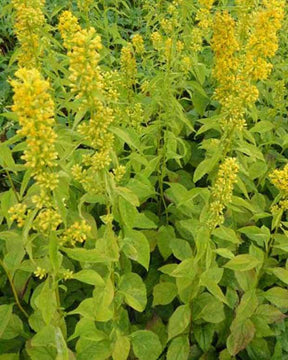 Solidago Variegata - jardins - Solidago flexicaulis Variegata