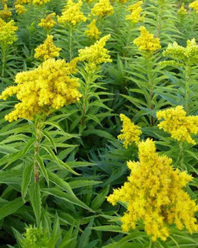 3 Solidagos Spätgold Verge d or Spätgold - jardins - Solidago Spätgold