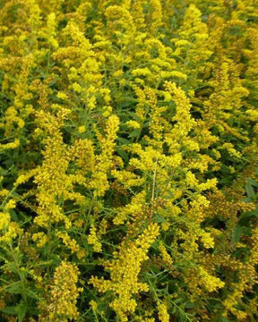 Solidago rugosa Firework - jardins - SOLIDAGO RUGOSA FIREWORKS