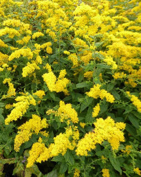 Solidago rugosa - jardins - SOLIDAGO RUGOSA