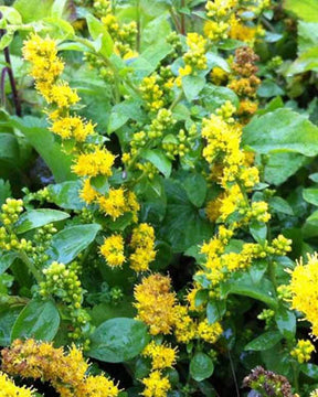 3 Solidagos Golden Fleece Verge d or naine Golden Fleece - jardins - SOLIDAGO SPHACELATA GOLDEN FLEECE