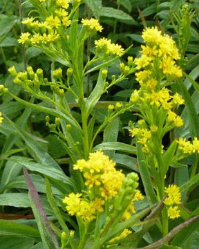 Solidago Goldene Wellen - jardins - SOLIDAGO SEMPERVIRENS GOLDENE WELLEN