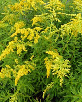 Solidago Shortii - jardins - SOLIDAGO SHORTII