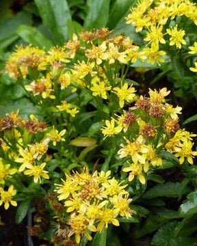 Verge d or Minutissima - jardins - Solidago minutissima