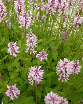 Epiaire Rosea - jardins - Stachys monieri Rosea