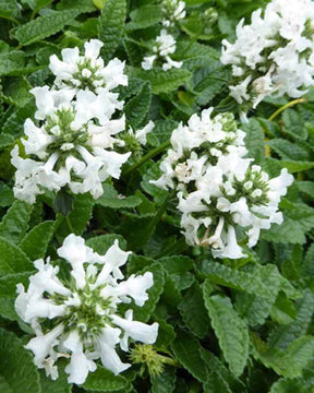 Bétoine officinale Alba - jardins - STACHYS OFFICINALIS ALBA