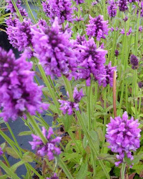 Bétoine officinale Épiaire - jardins - STACHYS OFFICINALIS