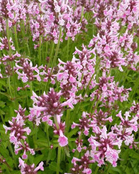 Bétoine officinale Épiaire Pink Cotton Candy - jardins - STACHYS OFFICINALIS PINK COTTON CANDY