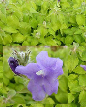 Strobilanthe Blue Carpet - jardins - Strobilanthes atropurpureus Blue Carpet