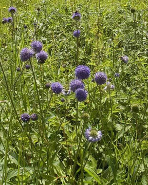 3 Succises des prés - jardins - Succisa pratensis