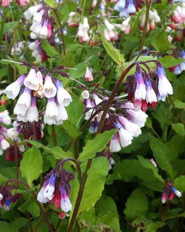 Consoude à grandes fleurs Sky Blue Pink - jardins - SYMPHYTUM GRANDIFLORUM SKY BLUE PINK