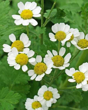 Grande Camomille - Camomille - Tanacetum parthenium