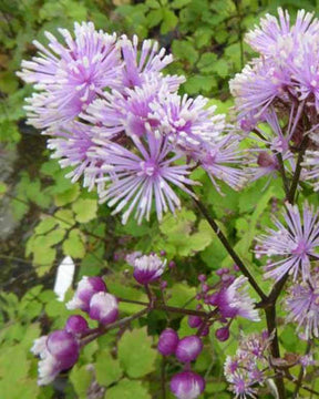 Pigamon Perfume Star - jardins - Thalictrum actaeifolium Perfume Star