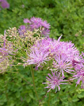 Pigamon à feuilles d ancolie Thundercloud - jardins - Thalictrum aquilegifolium Thundercloud