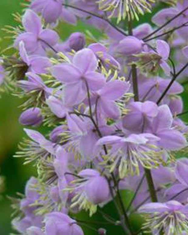 Pigamon du père Delavay Ankum - jardins - Thalictrum delavayi Ankum