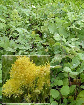 Pigamon jaune à feuilles bleutées - jardins - Thalictrum speciosissimum