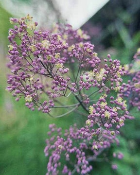 Pigamon anne - jardins - Thalictrum Anne