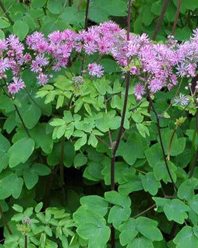 Pigamon Black Stockings - jardins - Thalictrum Black Stockings